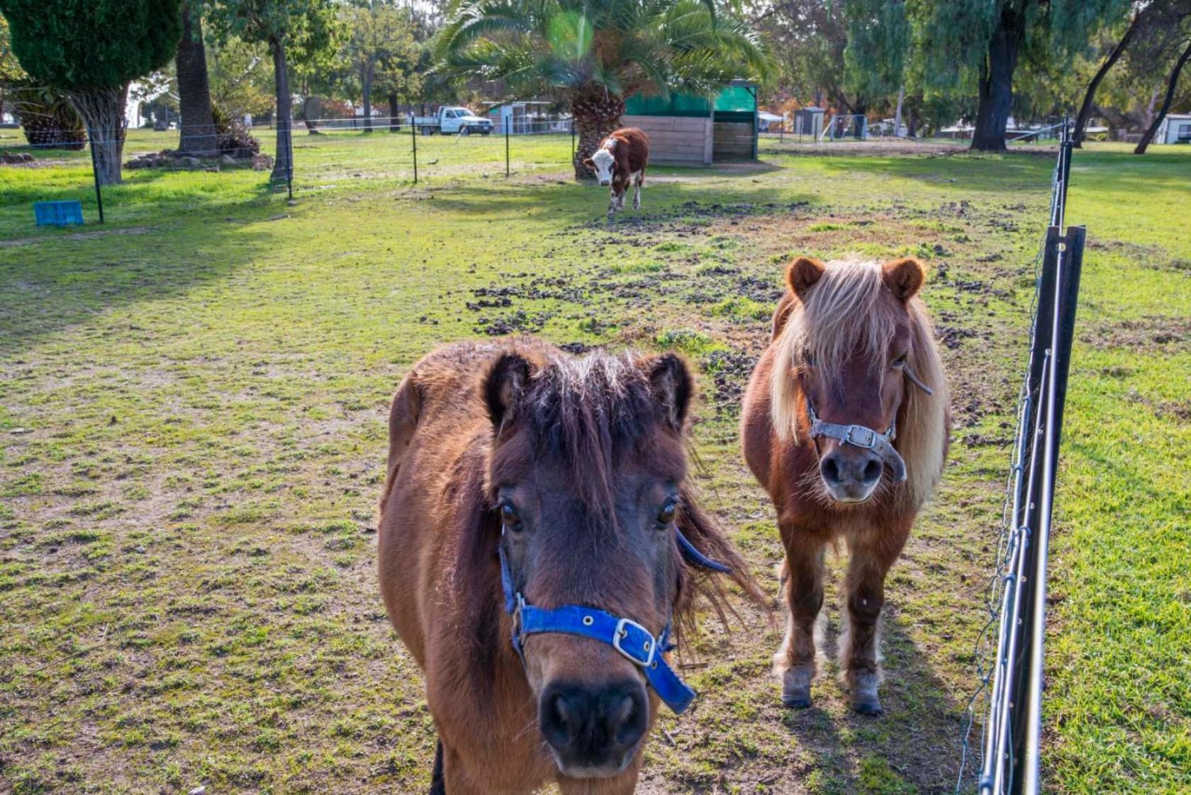 מלון Lake Hume Holiday Park מראה חיצוני תמונה